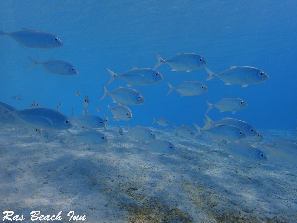 Ras Beach Inn Rasdhoo Luaran gambar