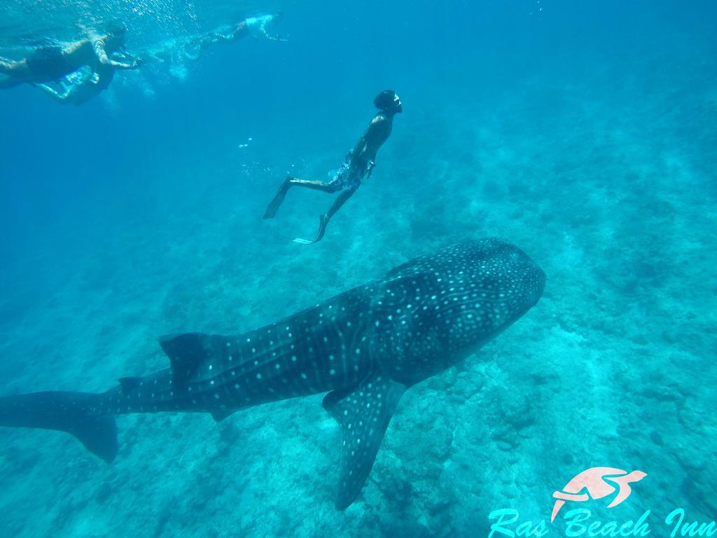 Ras Beach Inn Rasdhoo Luaran gambar