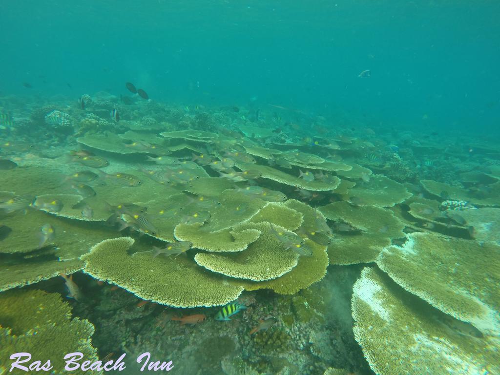 Ras Beach Inn Rasdhoo Luaran gambar